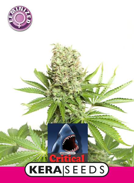Critical Feminised Seeds