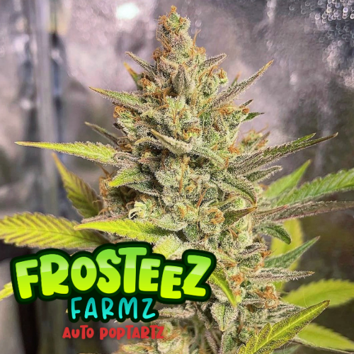 Auto PopTartz Feminised Seeds