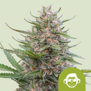 Grape Ape Auto Feminised Seeds