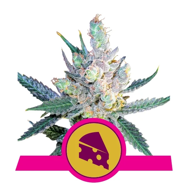 Royal Cheese Fast V Feminised Seeds
