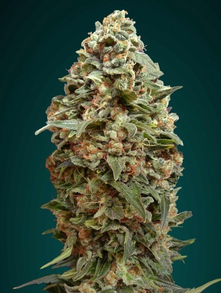 Afghan Skunk Feminised Seeds by Advanced Seeds