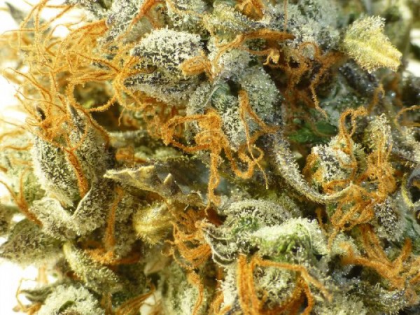 Russian Haze Feminised Seeds