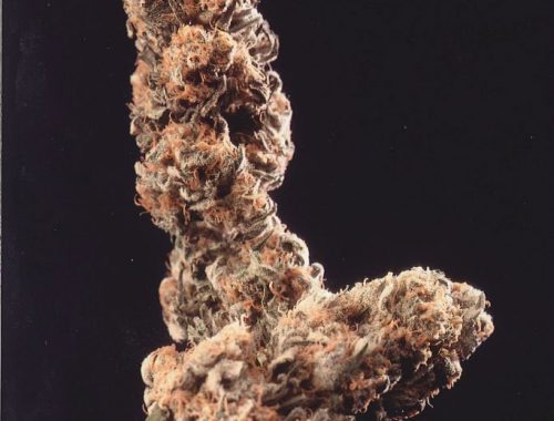 Afghani Special Regular Seeds