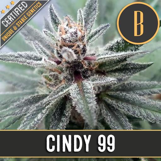 Cindy 99 Feminised Blimburn Seeds