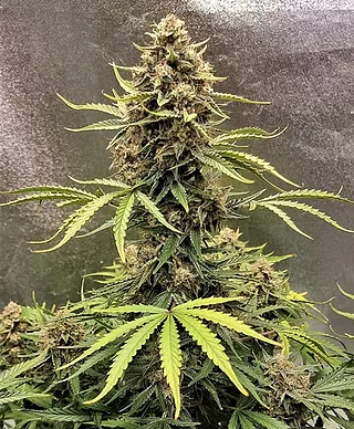 Auto Cookie Breath Feminised Seeds