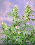 Blue Thunder Feminised Seeds
