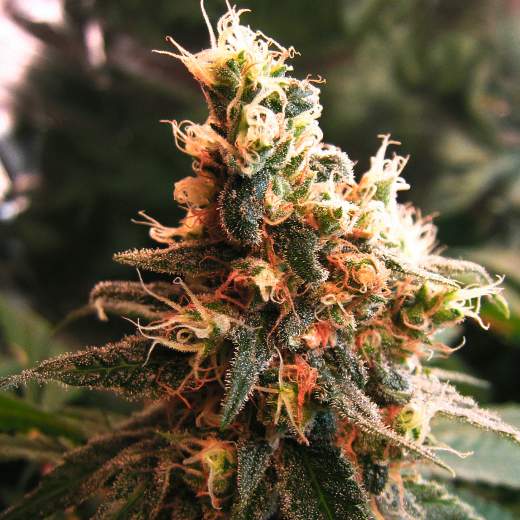 Auto Jock Horror Feminised Seeds
