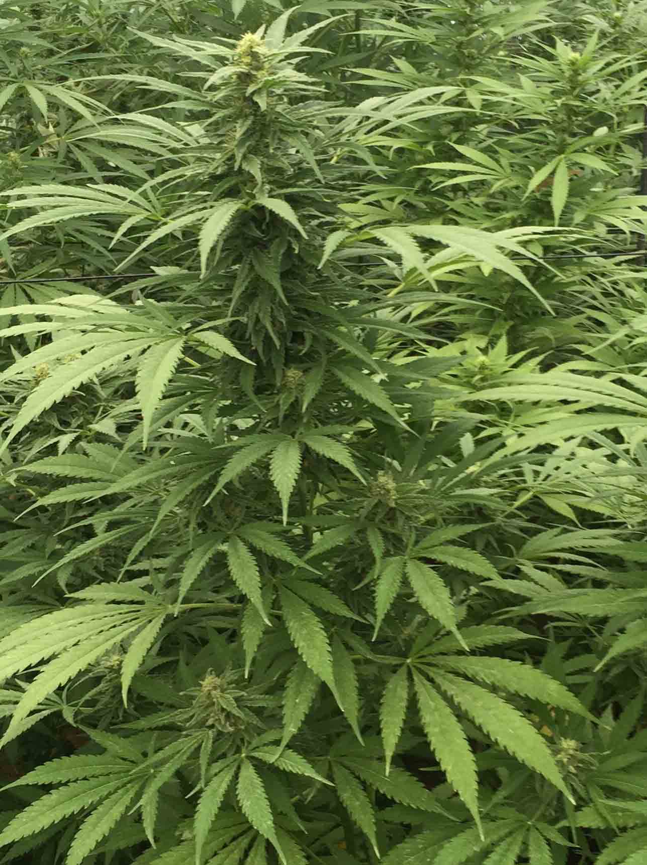 Sour Diesel x SCBDx Feminised Seeds
