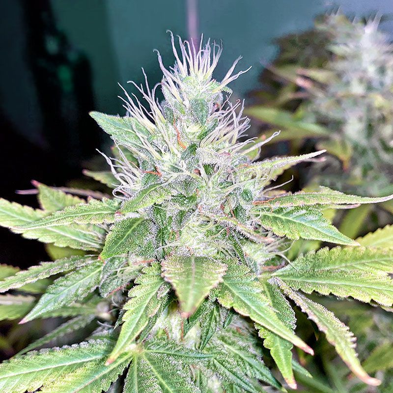 Banana Glukies Feminised Seeds