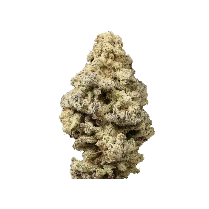 Mac 'N Cheese Feminised Seeds