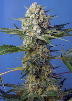 Crystal Candy Fast V Feminised Seeds
