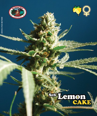 Sch' Lemon Cake Feminised Seeds