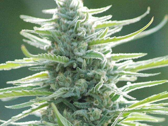 Pure Africa Feminised Seeds