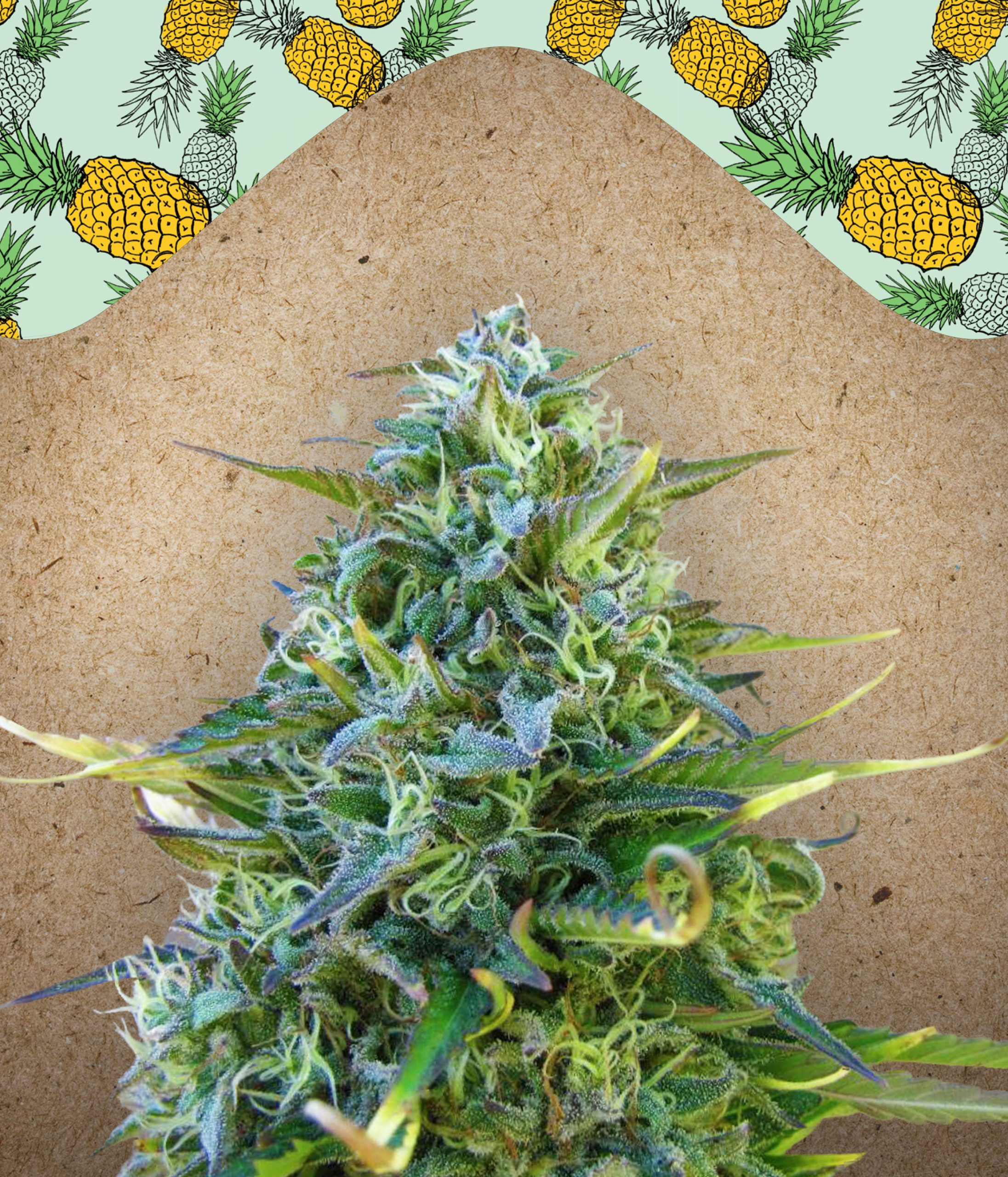 Critical Sour Feminised Seeds