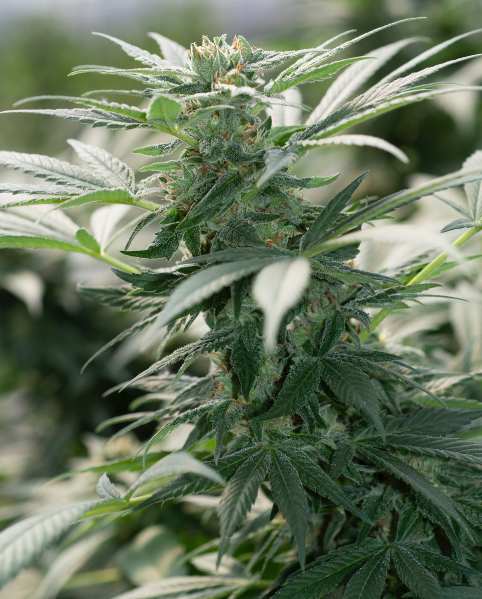 Morning Star Feminised Seeds
