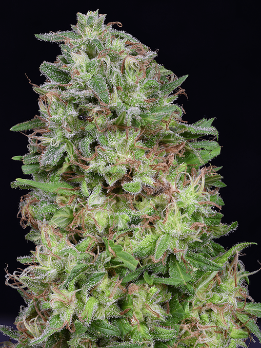 Don White Widow Feminised Seeds
