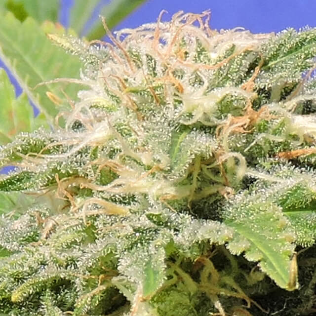 Kali AK Feminised Seeds
