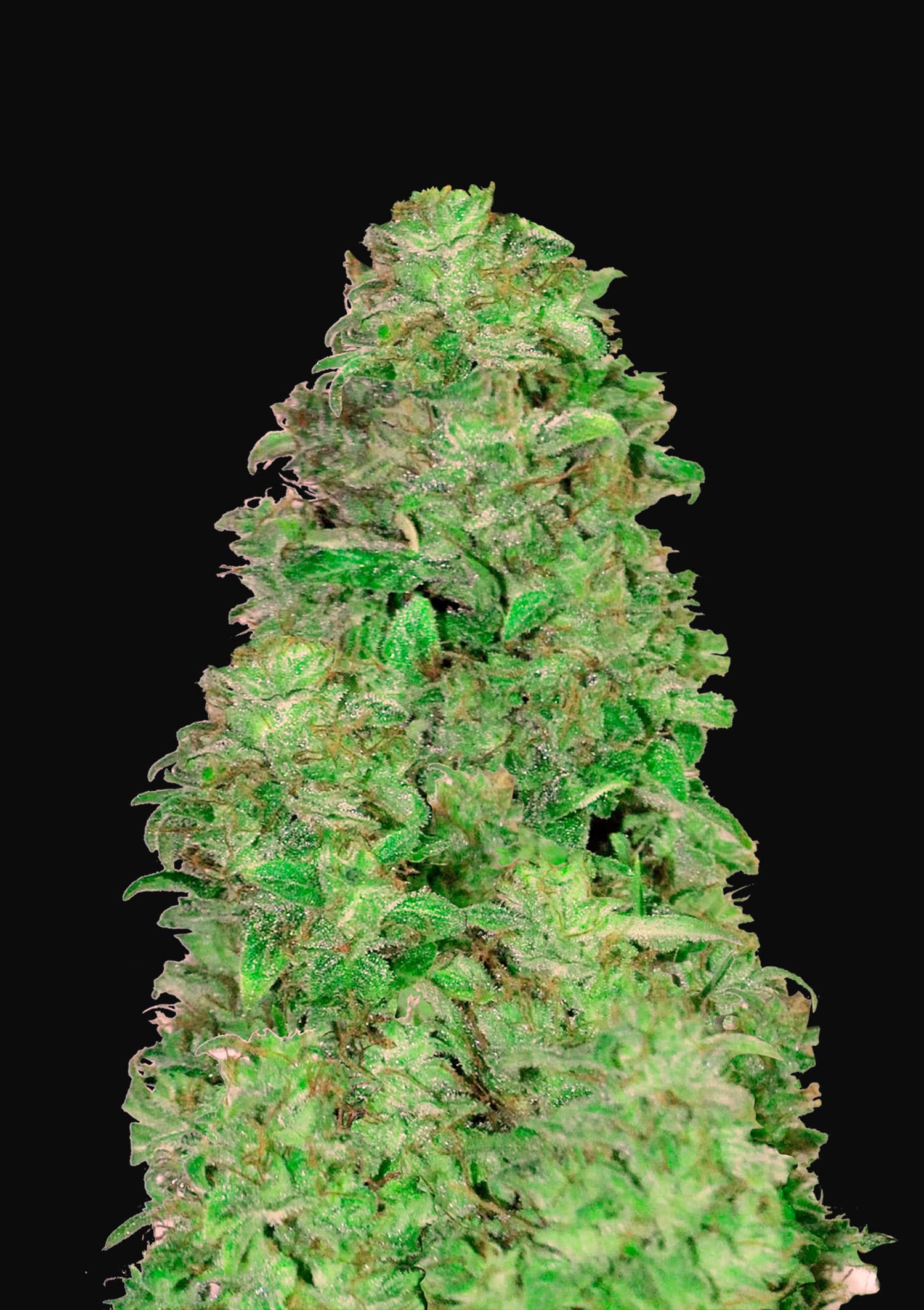 Auto CBD 20:1 Feminised Fast Buds Seeds