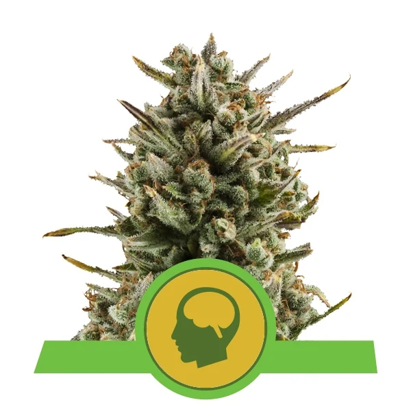 Amnesia Haze Auto Feminised Royal Queen Seeds