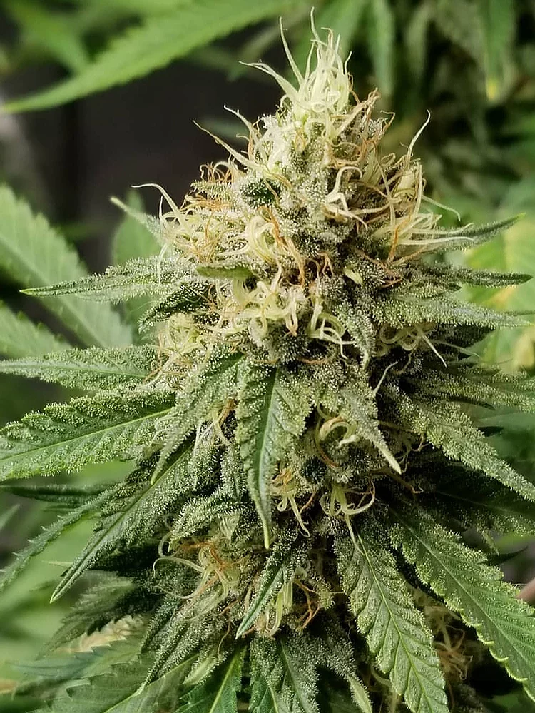 Pineapple Crack Feminised Seeds