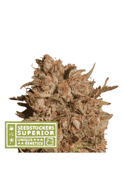 Apollo Black Cherry Auto Feminised Seeds
