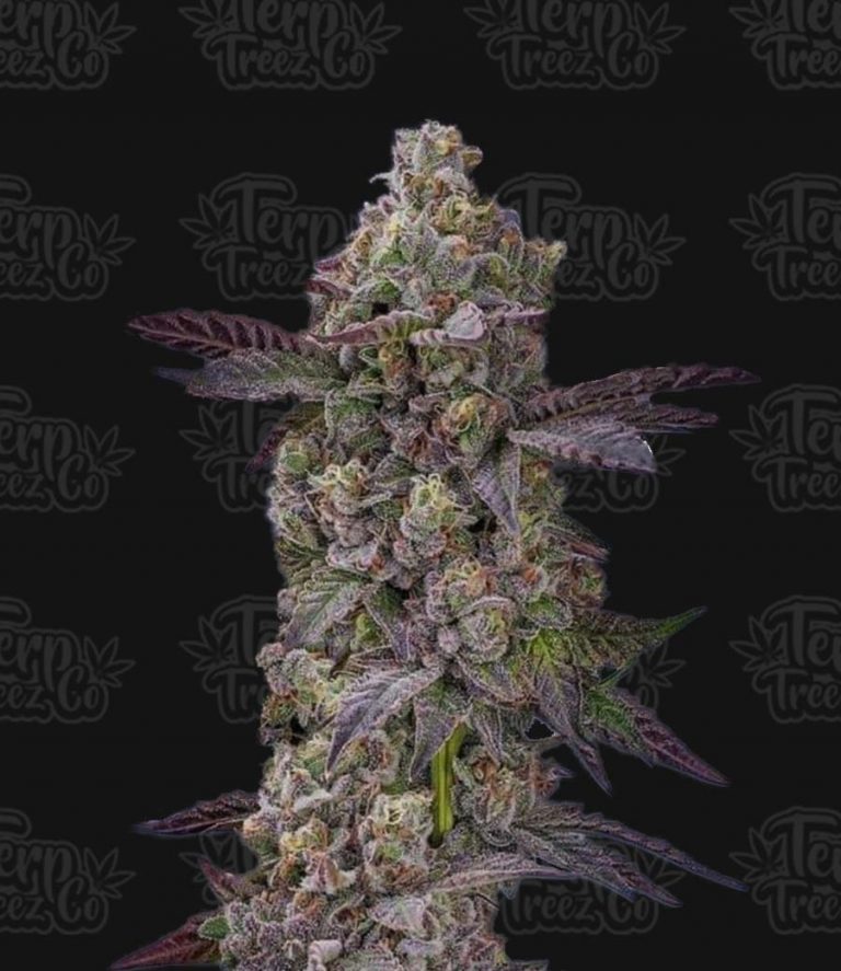 Auto Tre Lime Sorbetto Feminised Seeds