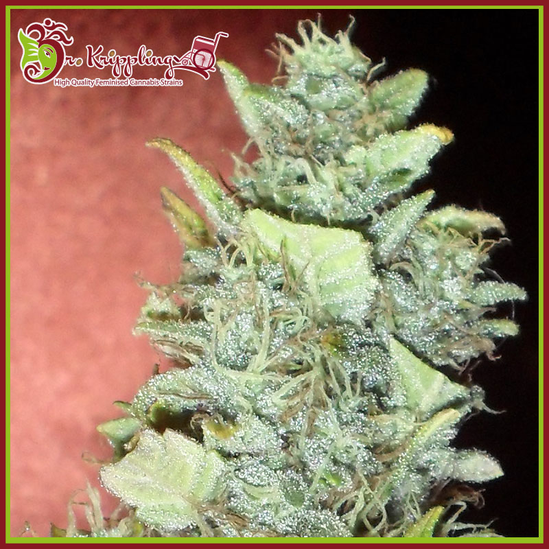 Bubba Gum Auto Feminised Seeds
