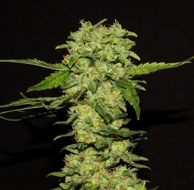 Portela Feminised Seeds