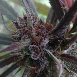 Haze x Kali China Feminised Seeds