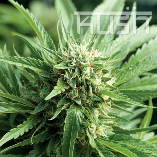 Blueberry Kush Feminised Seeds