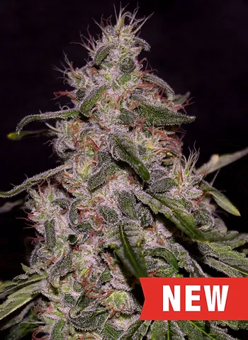 Frosted Guava Feminised Seeds