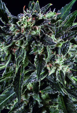 Amnesia Haze x SCBDx Feminised Seeds