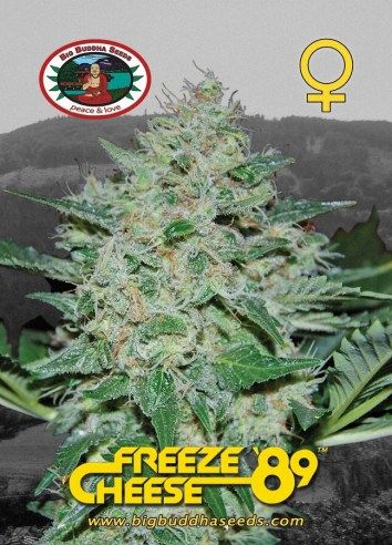 Freeze Cheese '89 Feminised Seeds