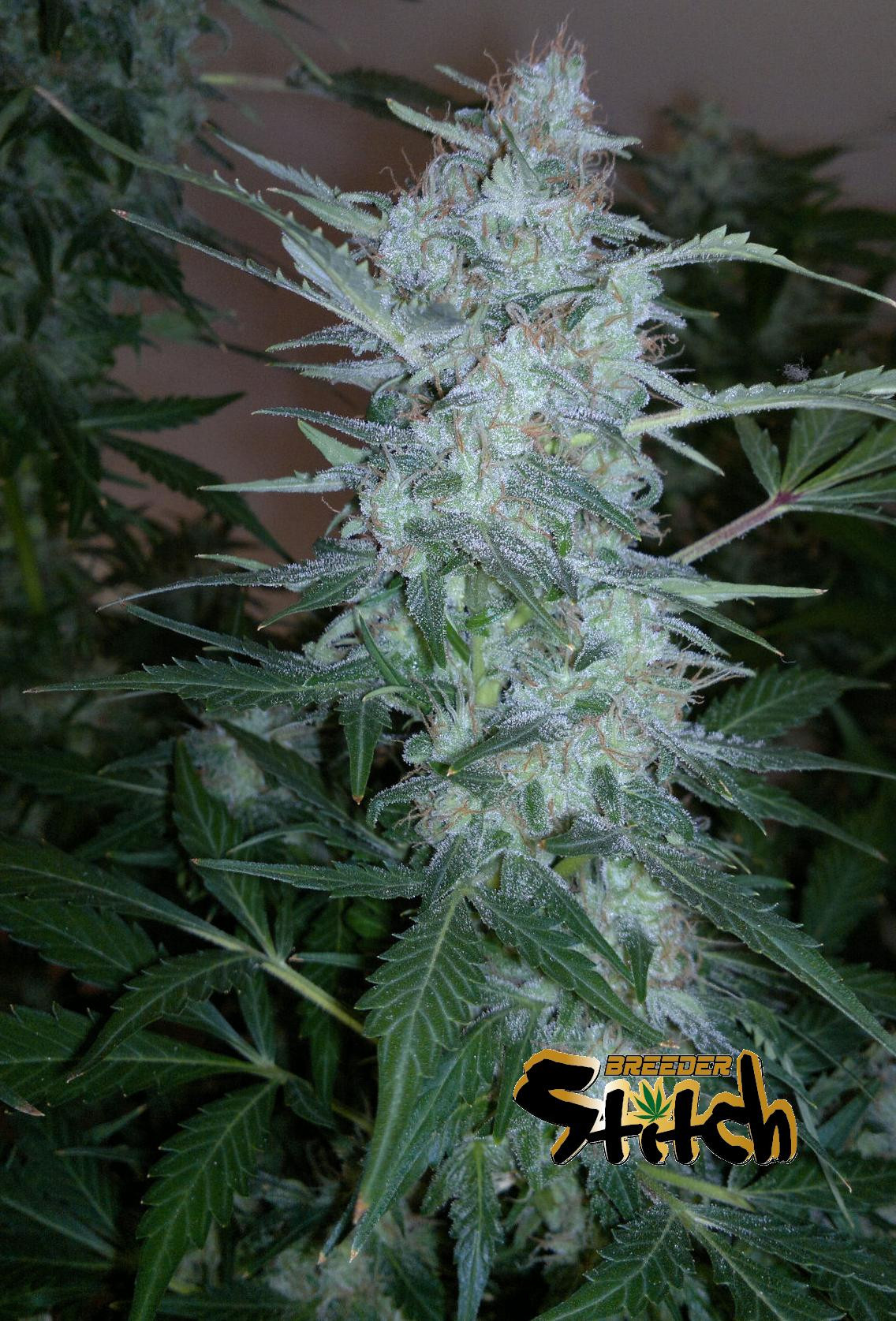 Missile 33 Feminised Seeds