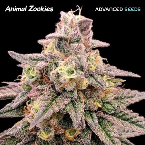 Animal Zookies Feminised Seeds