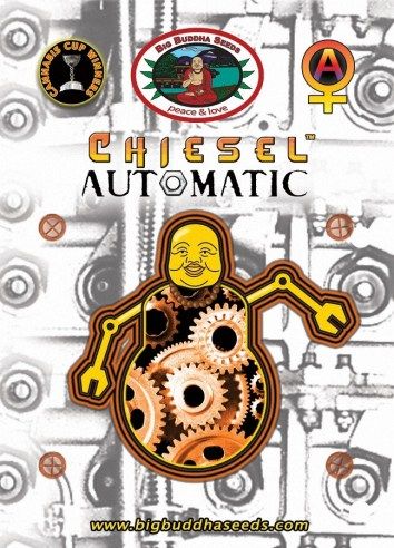 Chiesel Automatic Feminised Seeds