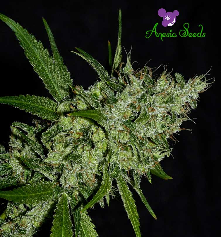 Chemdog Feminised Cannabis Seeds Anesia Seeds
