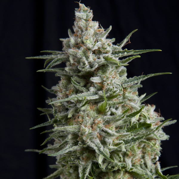 Anesthesia CBD Feminised Seeds