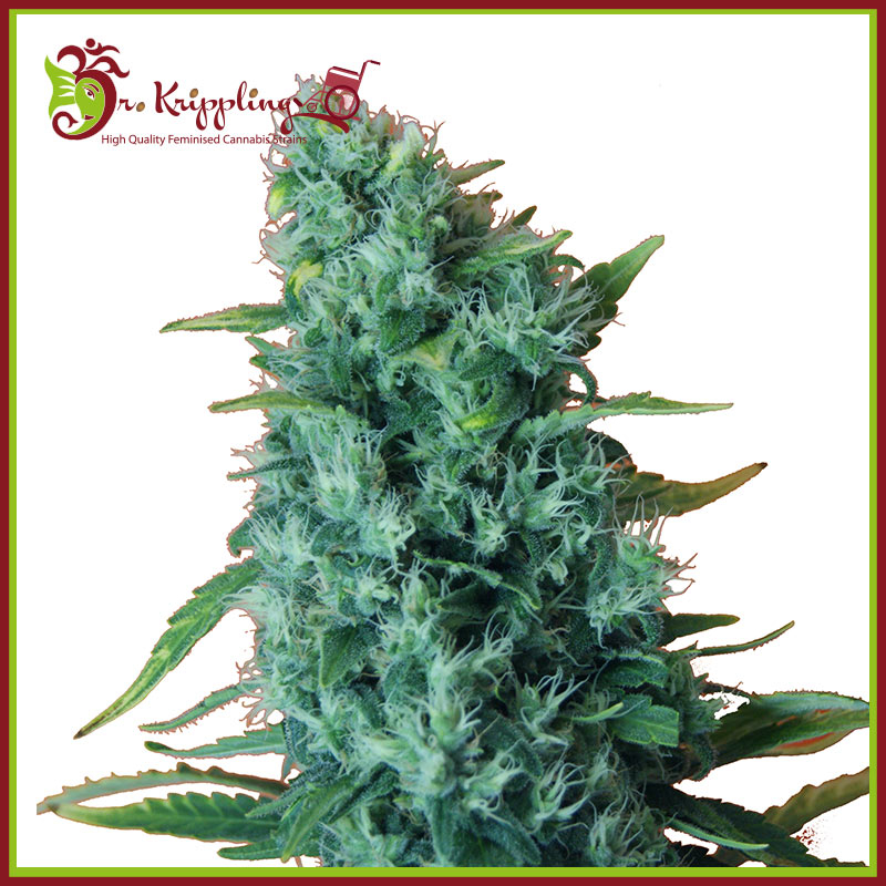 GGG2 Auto (Gorilla Infested Gelato Auto) Feminised Seeds