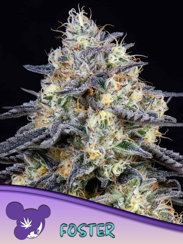 Foster Feminised Cannabis Seeds Anesia Seeds
