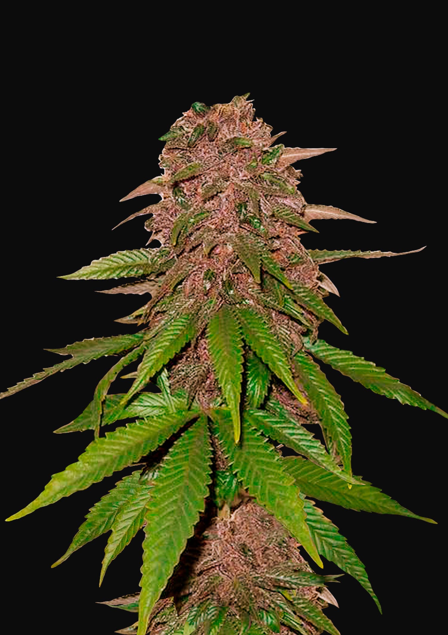 C4 Auto Feminised Seeds