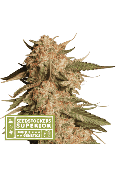 Blue Moby Auto Feminised Seeds