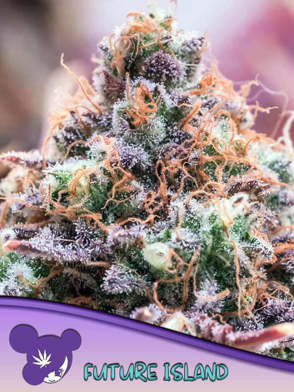 Future Island Feminised Cannabis Seeds Anesia Seeds