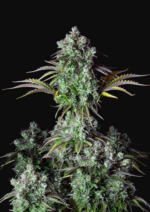 Auto Big Bud Feminised Seeds