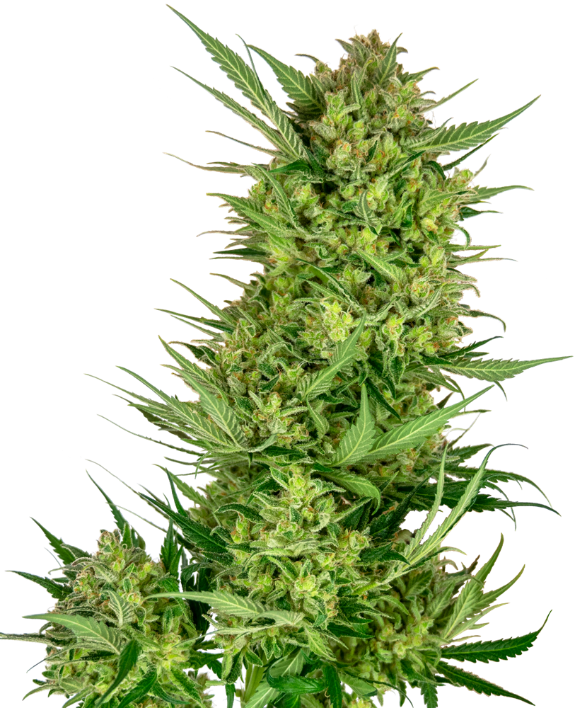Buttercream Gelato Feminised Seeds