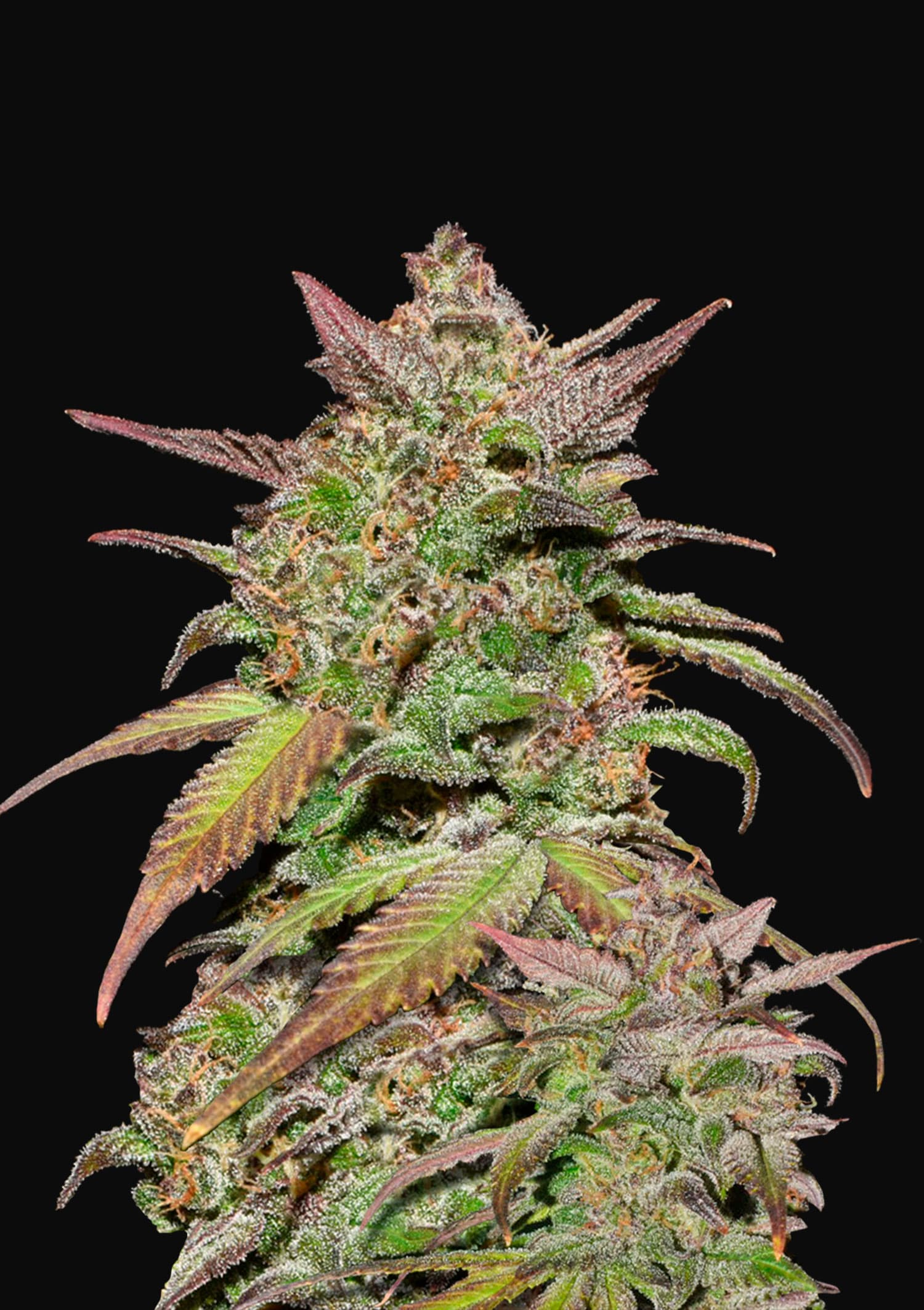 Smoothie Feminised Seeds