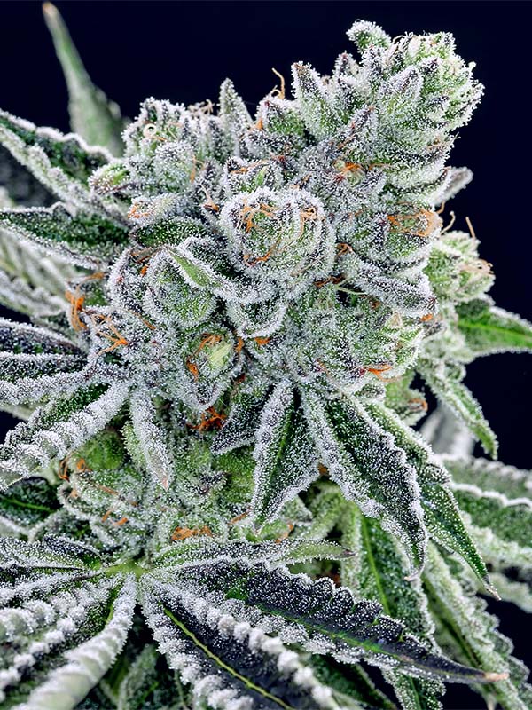 Sour Betty Feminised Cannabis Seeds Anesia Seeds