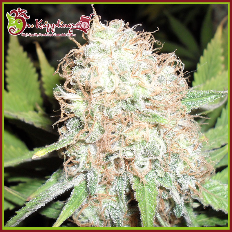 Bud Bud Bling Tingz Feminised Seeds