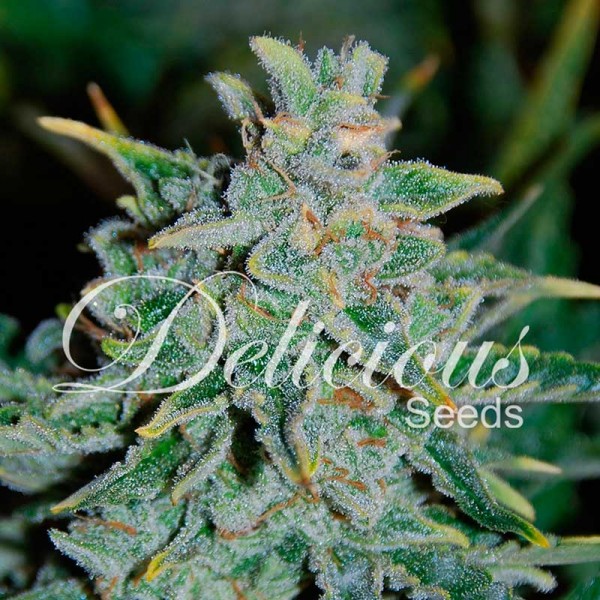 Northern Light Blue Auto Feminised Seeds