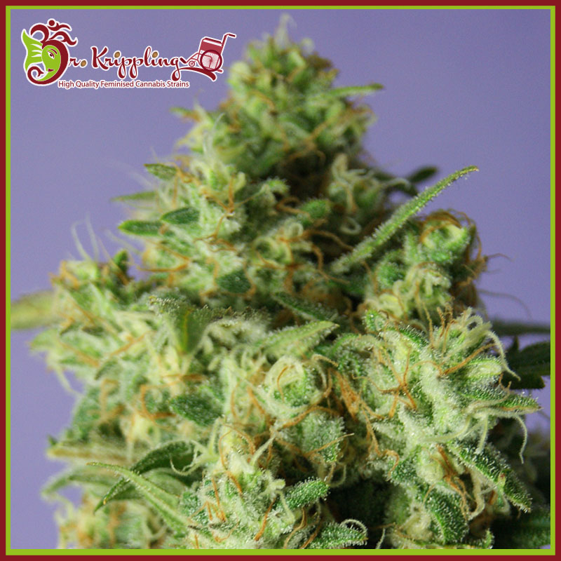 Bulk Smash Auto Feminised Seeds
